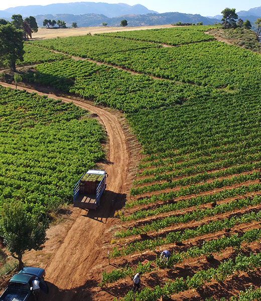 Vineyards